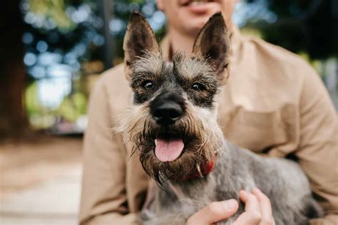 Miniature Schnauzer Lifespan: Average Life Expectancy and More! - A-Z ...