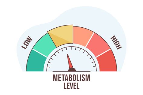 Metabolism Myths: What Really Affects Your Metabolic Rate? | Herbal One