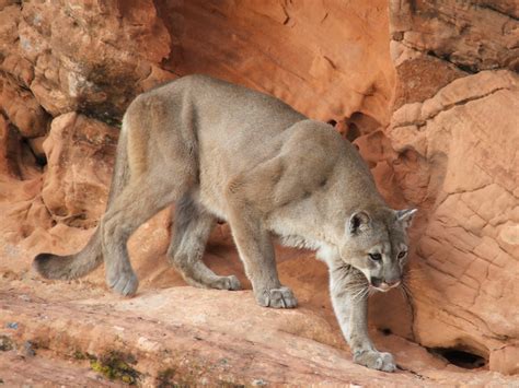 Plural Form Of Mountain Lion at Charles Hutchens blog