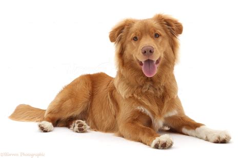 Dogs Like Nova Scotia Duck Tolling Retriever at Annabelle Parkhill blog