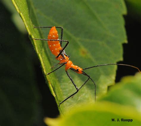 Bugs in orange and black – Three spooky assassins: milkweed assassin ...