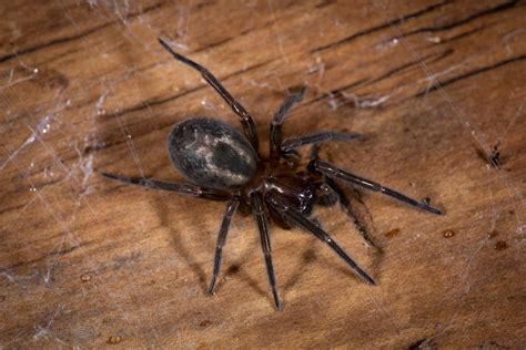 Uk Garden Spider Identification | Fasci Garden