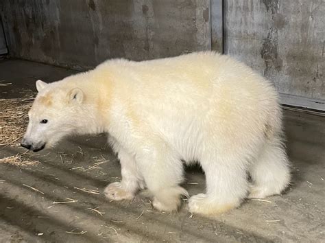 Polar Bear Without Fur