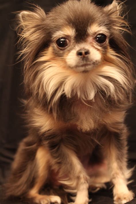 Long Haired Chihuahua Puppies North Carolina at Jade Evans blog