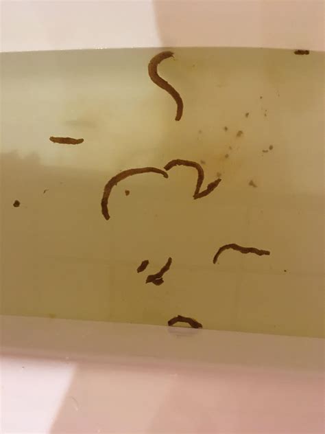 Long Skinny Thing In Poop at Roy Bush blog