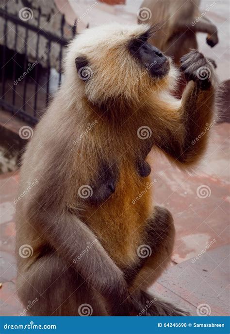 Monkey threatened stock photo. Image of food, emotions - 64246698