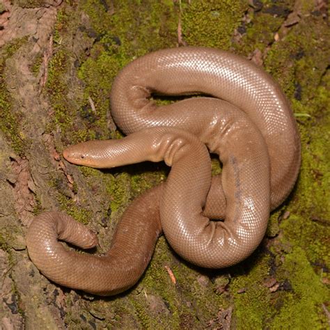 Rubber Boa - Nature Companion
