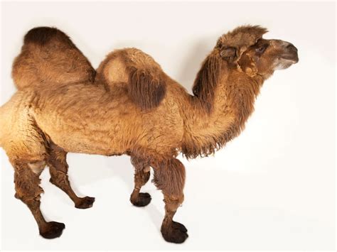 Long Haired Camel