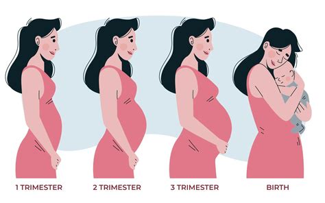 Stages of pregnancy : First, Second and Third Trimester - Tshela ...