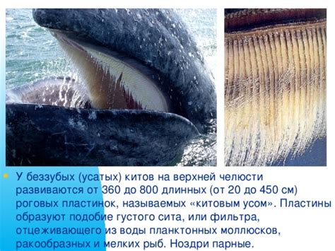 "Китообразные". Презентация к уроку биологии.