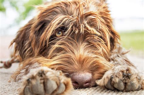 Wirehaired Pointing Griffon 101 Griswold's Griffons