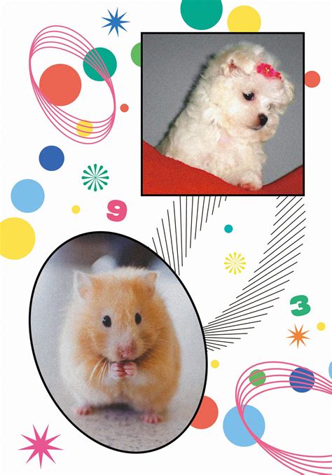 Adorable Hamster and Gerbil with Colorful Circles