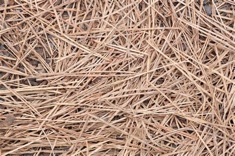 Pine Straw Mulch Uses - Learn About Pine Straw Mulch Application ...