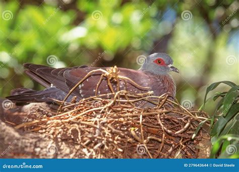 Speckled Pigeon on Nest stock photo. Image of rock, speckled - 279643644