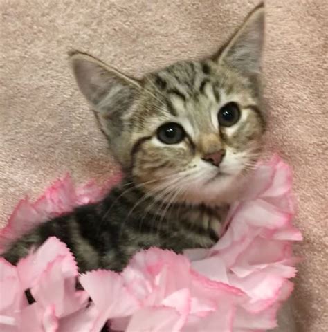 Cats for Adoption in Columbus, Ohio | Alpha Paw