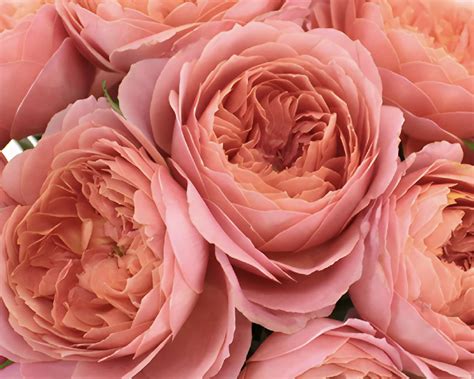 How to Create Stunning Flower Arrangements Using Bulk Garden Roses ...