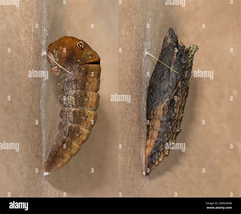 Western Tiger Swallowtail Caterpillar