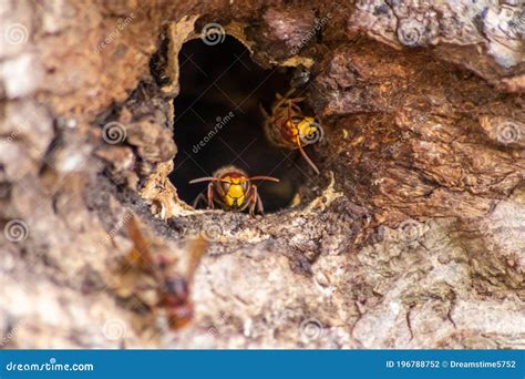 European Hornets Defend the Entry of Their Hornets Nest Against ...