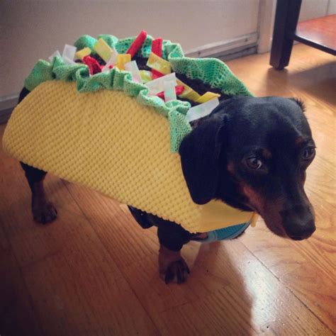 Dog Halloween Costume Dachshund at Mazie Goins blog