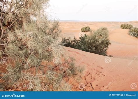The Vast Orange Dunes of the Sahara Desert and Its Barren Vegetation ...