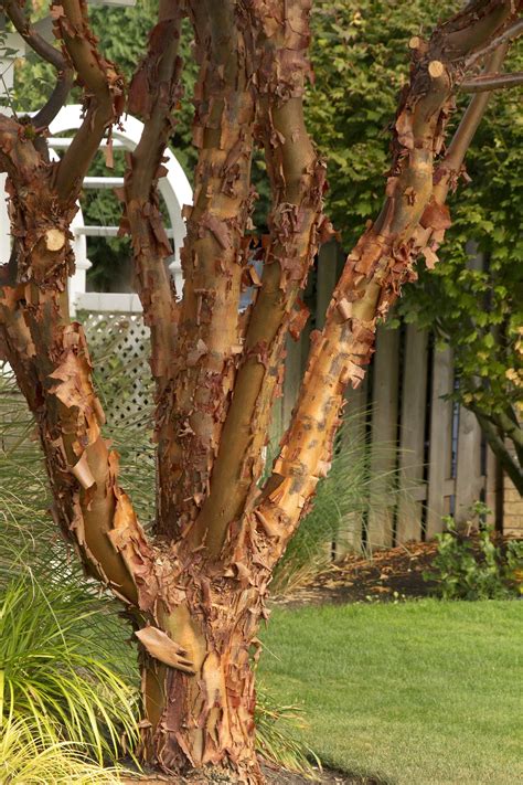 Paperbark Maple, Acer griseum, Monrovia Plant