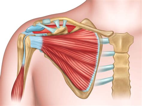 Shoulder Joint Muscles