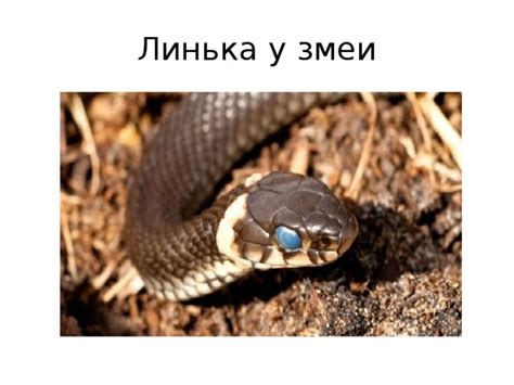 Презентация к уроку "Внешнее строение и скелет пресмыкающихся"