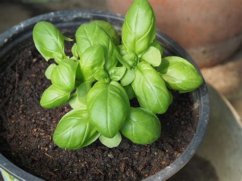 Best Basil Varieties to Grow in Your Garden