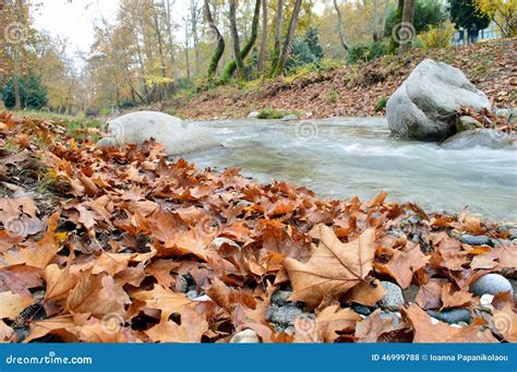Autumn Leaves Beside The Stream Stock Photo - Image of landscape, maple ...