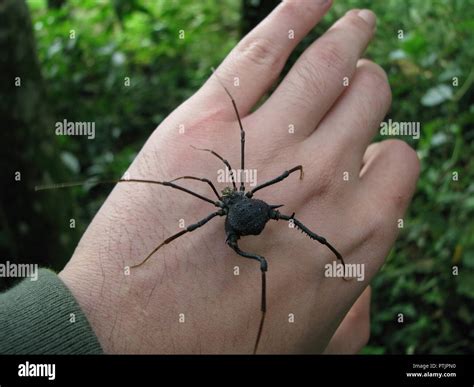 Adult Harvestman Size Guide: How Big Can Daddy Long Legs Get