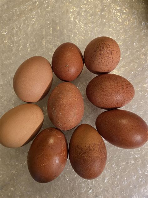 10 Golden Cuckoo Maran hatching eggs - BFL | eBay