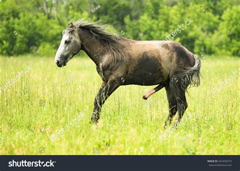 Stallion Big Penis Pasture Stock Photo 441693574 - Shutterstock