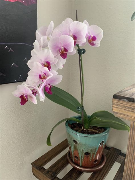 Mr. Darcy first re-bloom (pt. 2) : r/orchids