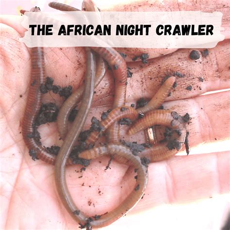 Baby Nightcrawler Worm
