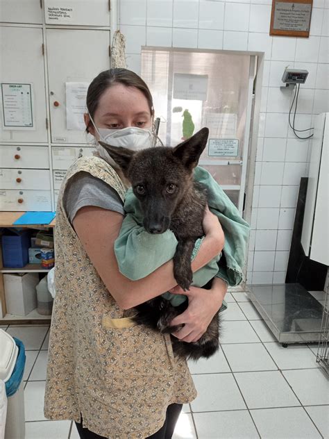 Meet ‘Dogxim,’ the world’s first known dog-fox hybrid—and a genetic ...