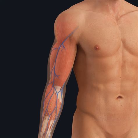 The anatomy of venipuncture | Complete Anatomy