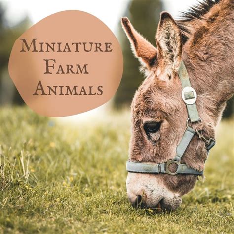 Miniature Farm Animal