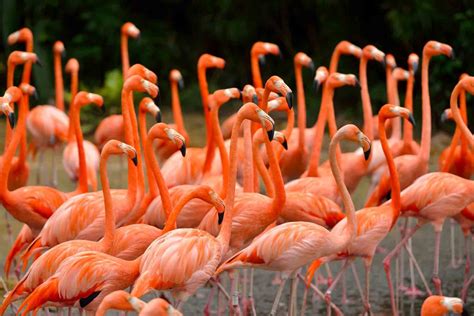 American Flamingo (Phoenicopterus ruber) - Lifestyle, Diet, and More