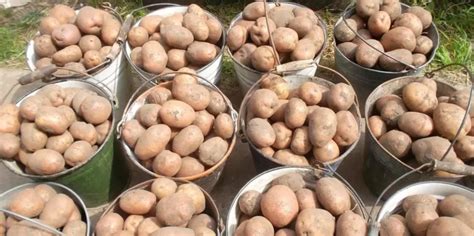 Картофель семенной Тулеевский (репродукция элита), 0,5 кг. | Дачная ...