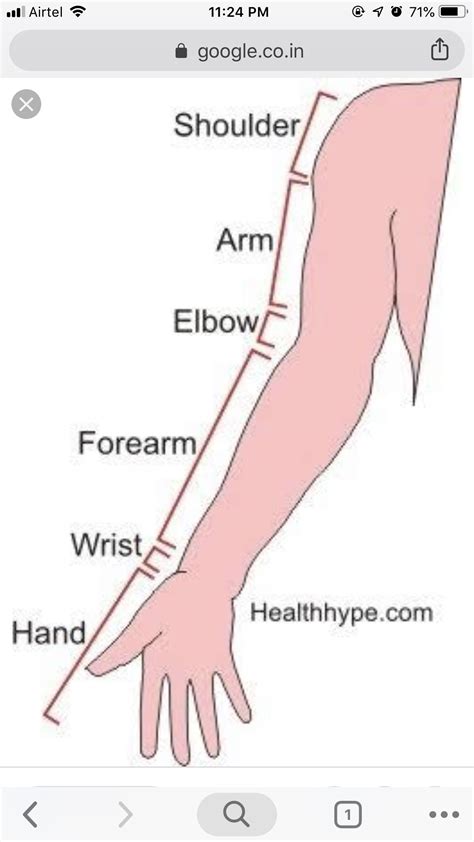 Parts of the arm | Science for kids, Shoulder arms, Arms