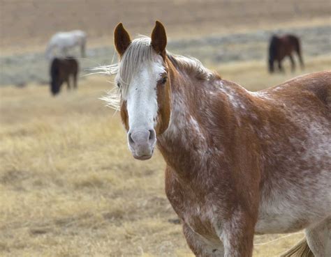 Preservation of Rare Horse Breeds – The Horse