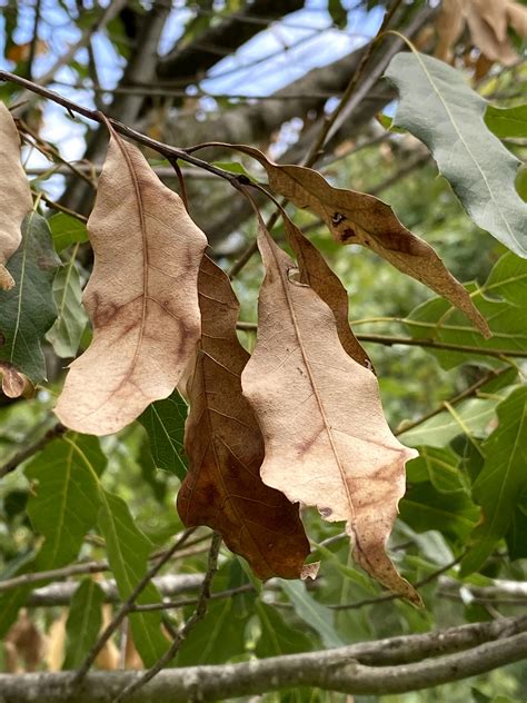 Oak Wilt Symptoms in White Oaks | ArborCare and Consulting