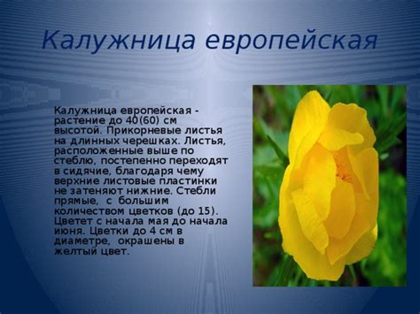 Редкие растения Липецкой области