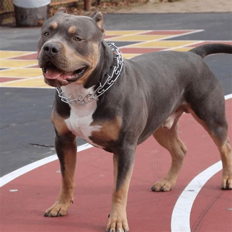 American Bully Standard Tricolor at Rebecca Douglas blog