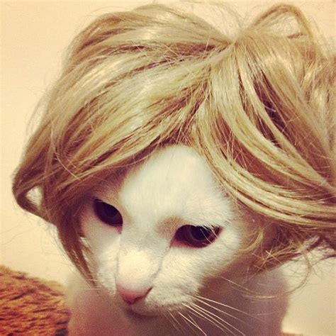 Cats Wearing Wigs | PS Pets