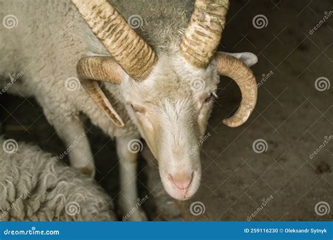 White Ram with Four Horns in a Paddock at the Farm. Four Horned Jacob ...