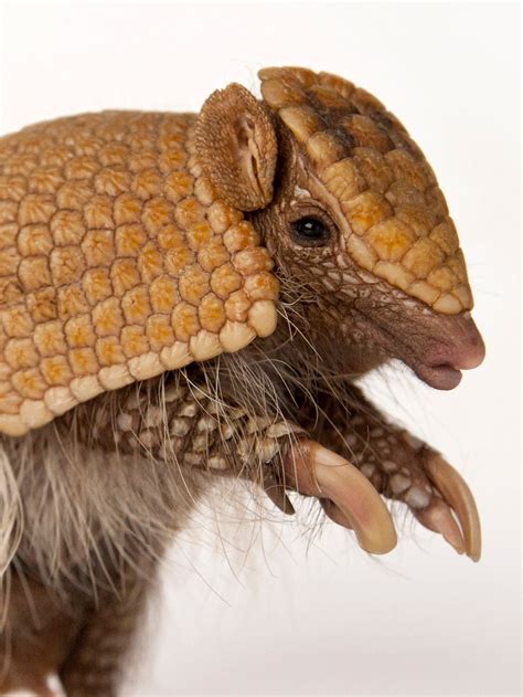 What Does An Armadillo Look Like Without Its Shell at Maddison Schmidt blog
