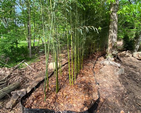 Bamboo Installations in New Jersey | Bamboo Bob