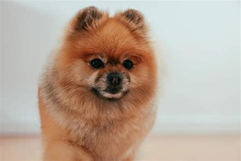 Entenda a diferença entre as raças lulu da Pomerânia e spitz alemão ...