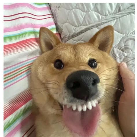 Capture the unique personalities of different pets. 38 #pet #dog #cat # ...